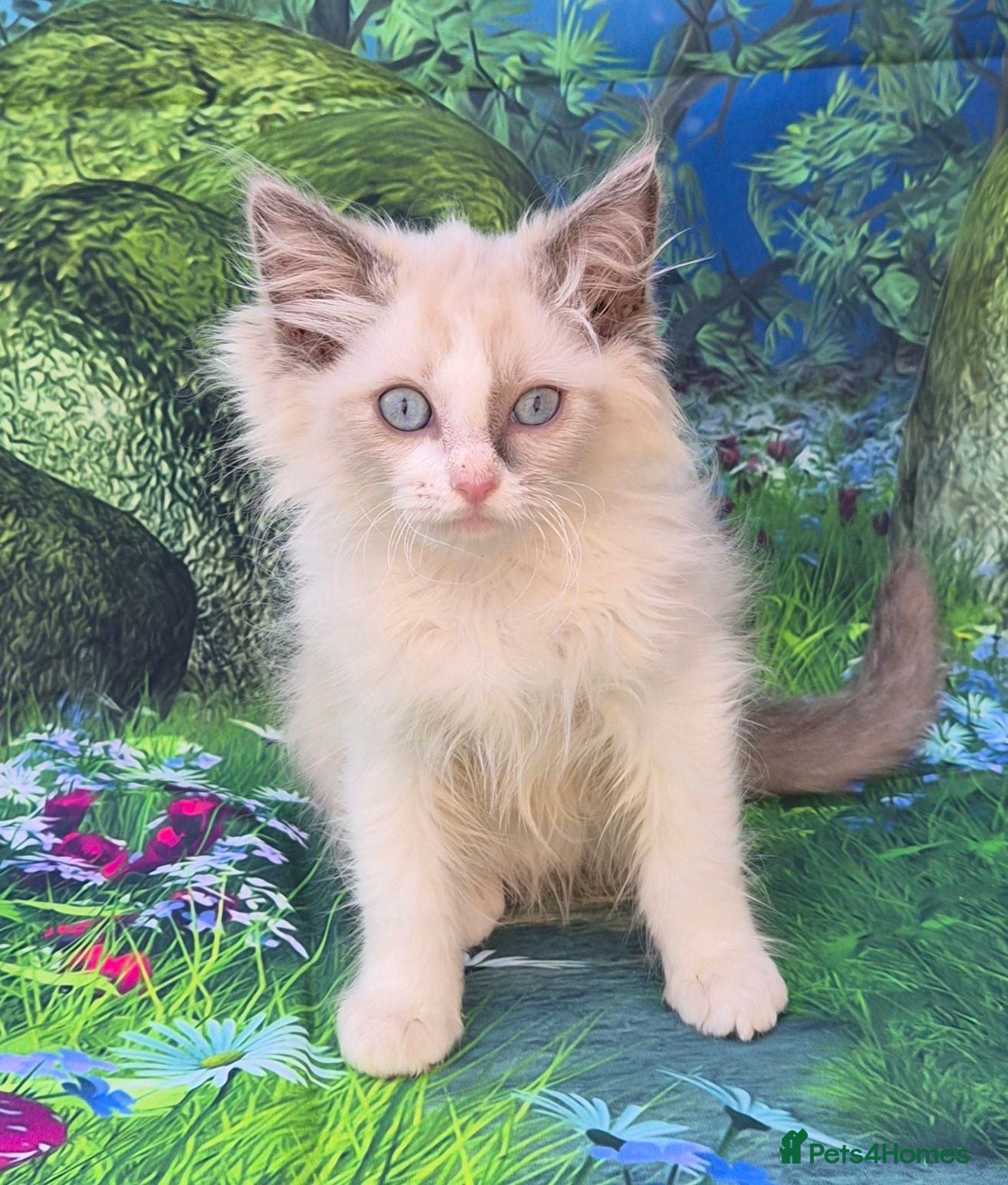 Ragdoll cats GCCF Registered Ragdoll Kittens  - Advert 2
