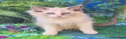 Ragdoll cats for sale: GCCF Registered Ragdoll Kittens  - Advert 2