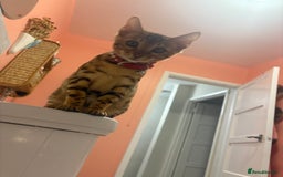 Bengal cats for sale: Beautiful bengal looking for new home - Image 5