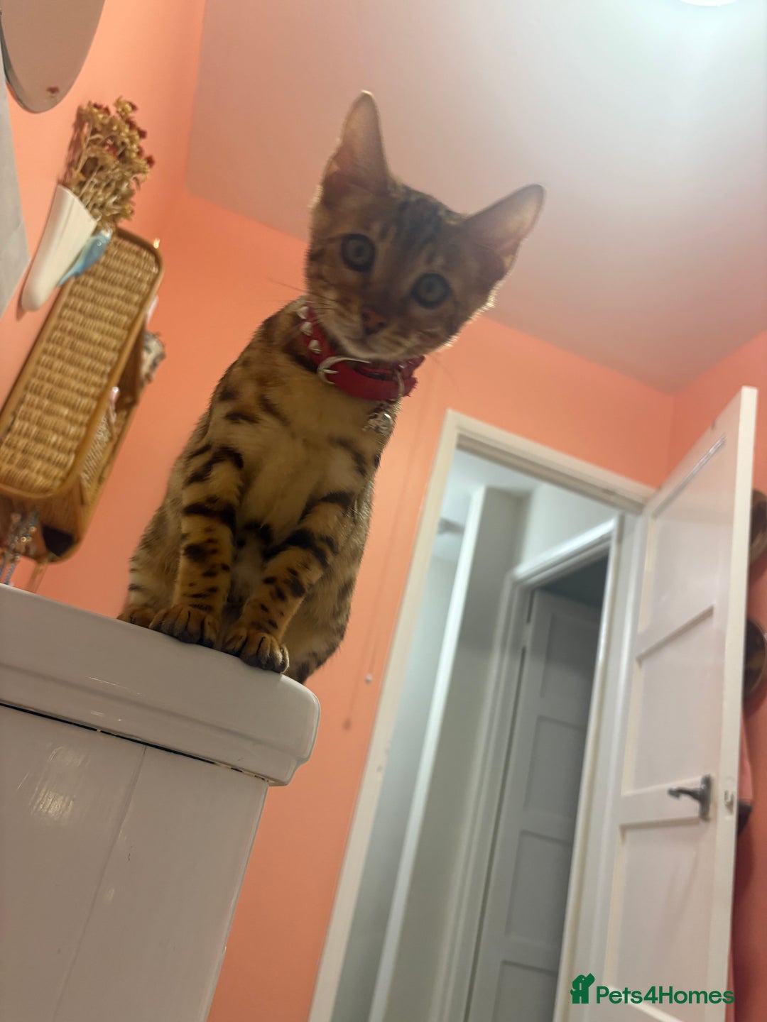 Bengal cats for sale: Beautiful bengal looking for new home - Image 5