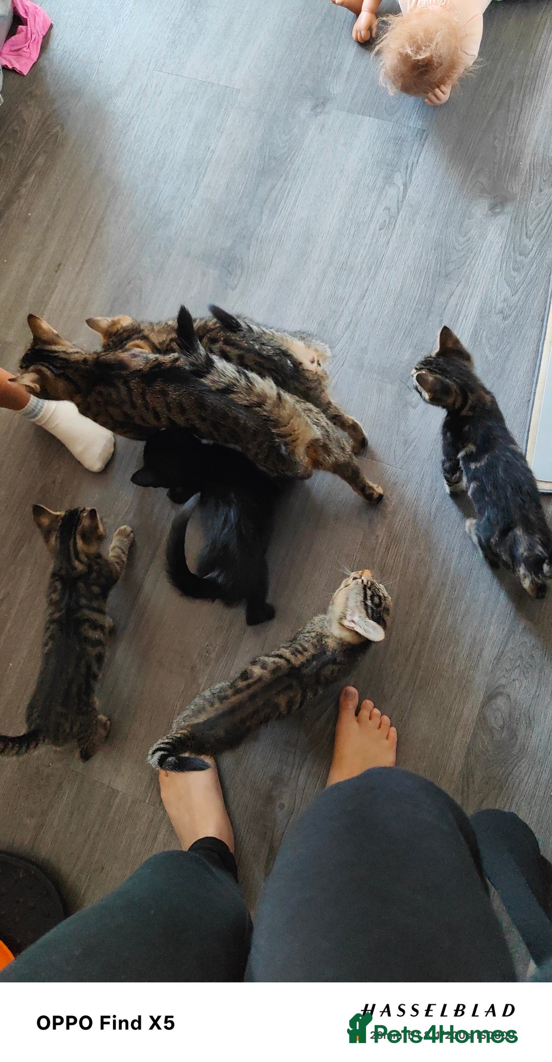 British Shorthair cats for sale: 12 weeks old - Image 12