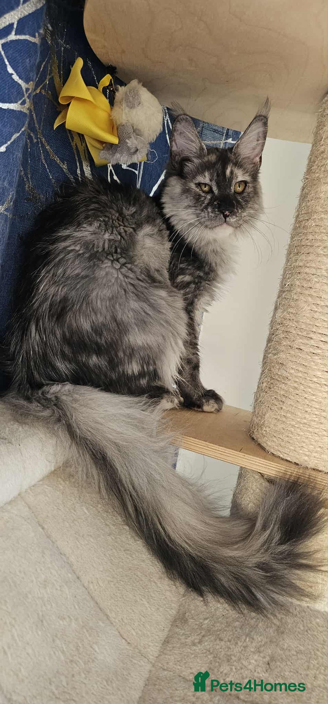 Maine Coon cats for sale: GCCF registered MC kittens  - Advert 14