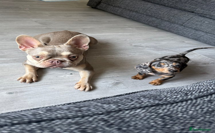Mixed Breed dogs - Advert 1