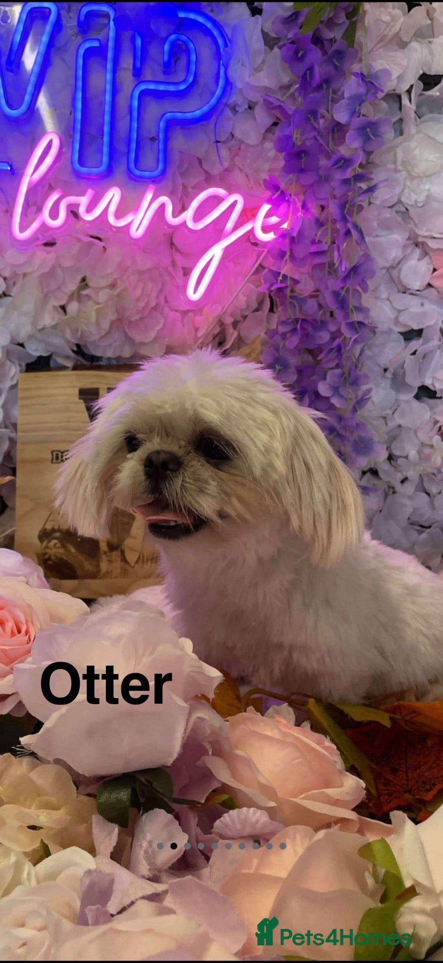 Shih Tzu dogs for sale: Beautiful Pedigree Imperial Shih Tzu Puppies x6  - Advert 2