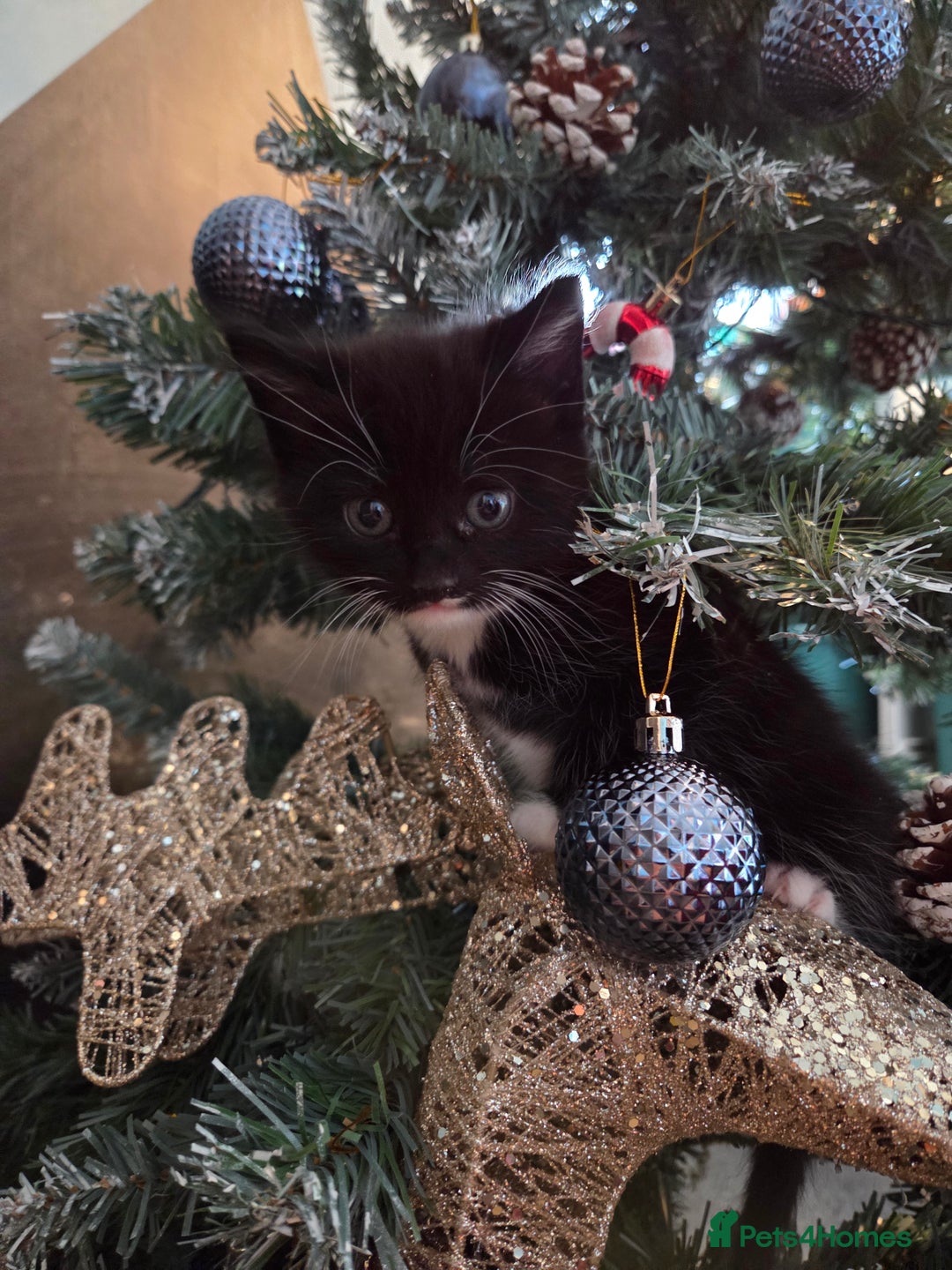 Mixed Breed cats for sale: 3 little kittens looking for forever home - Advert 9