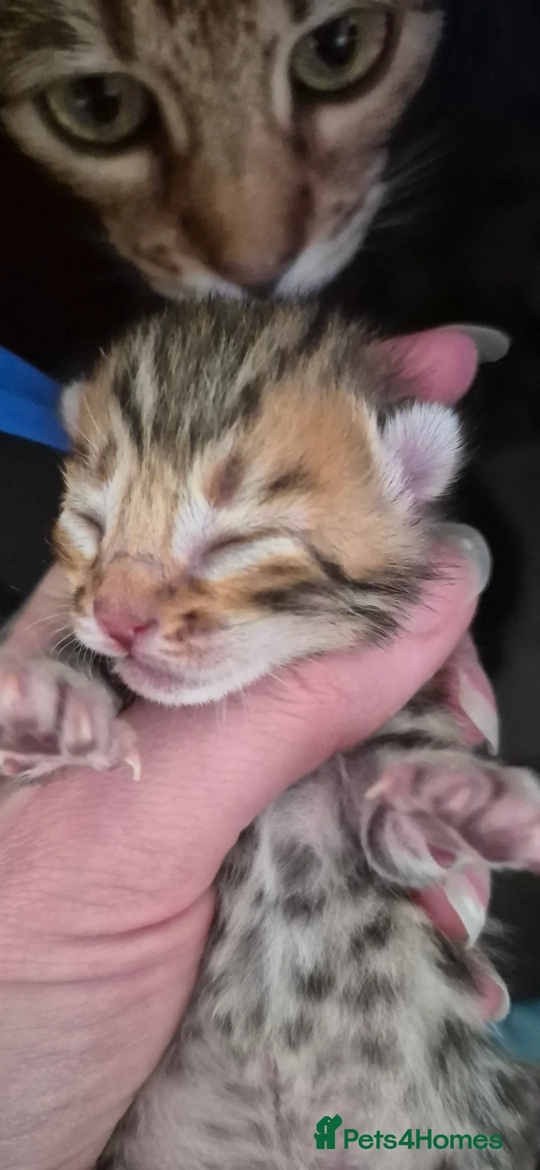 Bengal cats for sale: ✨️🐆STUNNING BROWN BENGALS. TICA REGISTERED ✨️🐆 - Advert 38