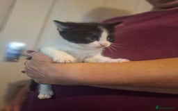 Mixed Breed cats for sale: 1 kitten left. READY NOW - Image 17