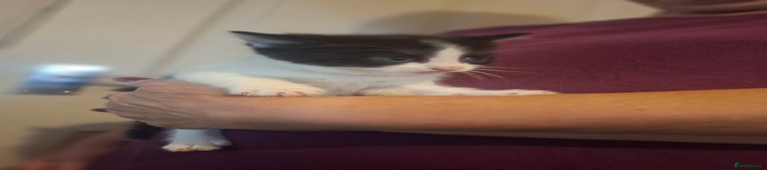 Mixed Breed Kitten 1 