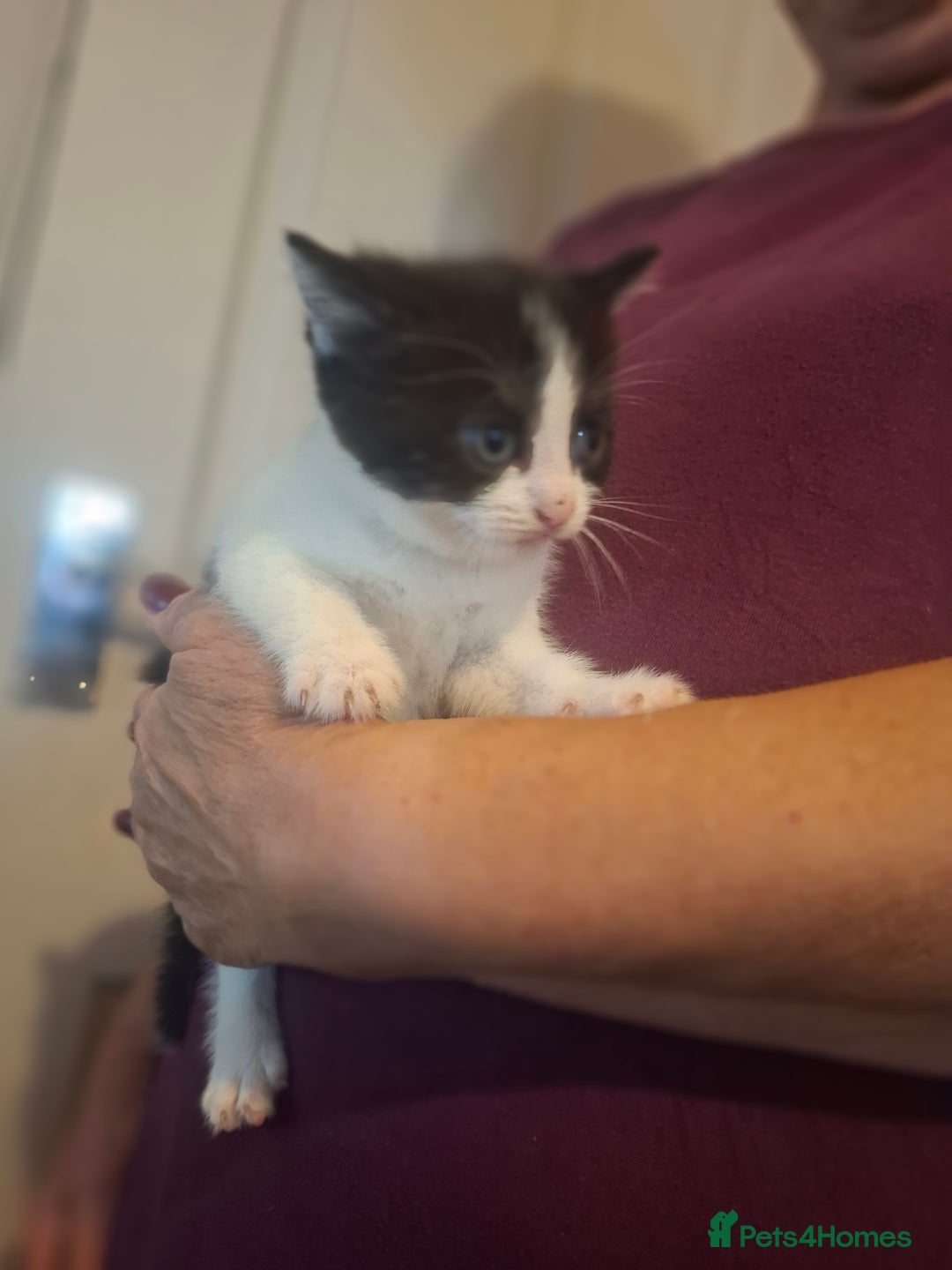 Mixed Breed cats for sale: 1 kitten left. READY NOW - Image 17