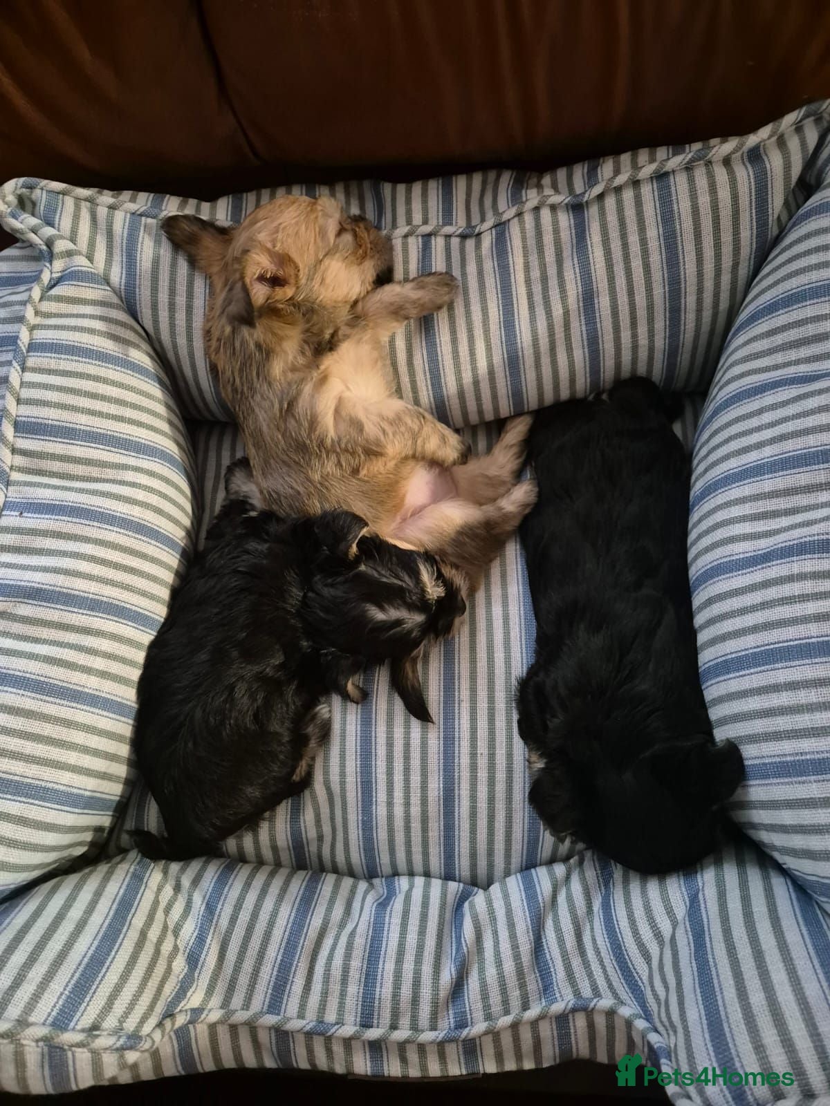 Yorkshire Terrier dogs Yorkshire Terrier 3 BEAUTIFUL GIRLS AVAILABLE 🐾💗 - Advert 2