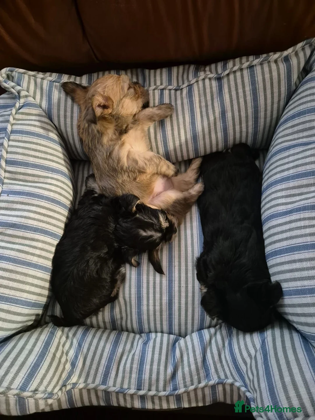 Yorkshire Terrier dogs for sale: Yorkshire Terrier 3 BEAUTIFUL GIRLS AVAILABLE 🐾💗 - Advert 1