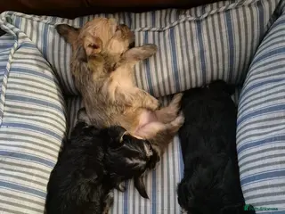 Yorkshire Terrier dogs Yorkshire Terrier 3 BEAUTIFUL GIRLS AVAILABLE 🐾💗 - Advert 1