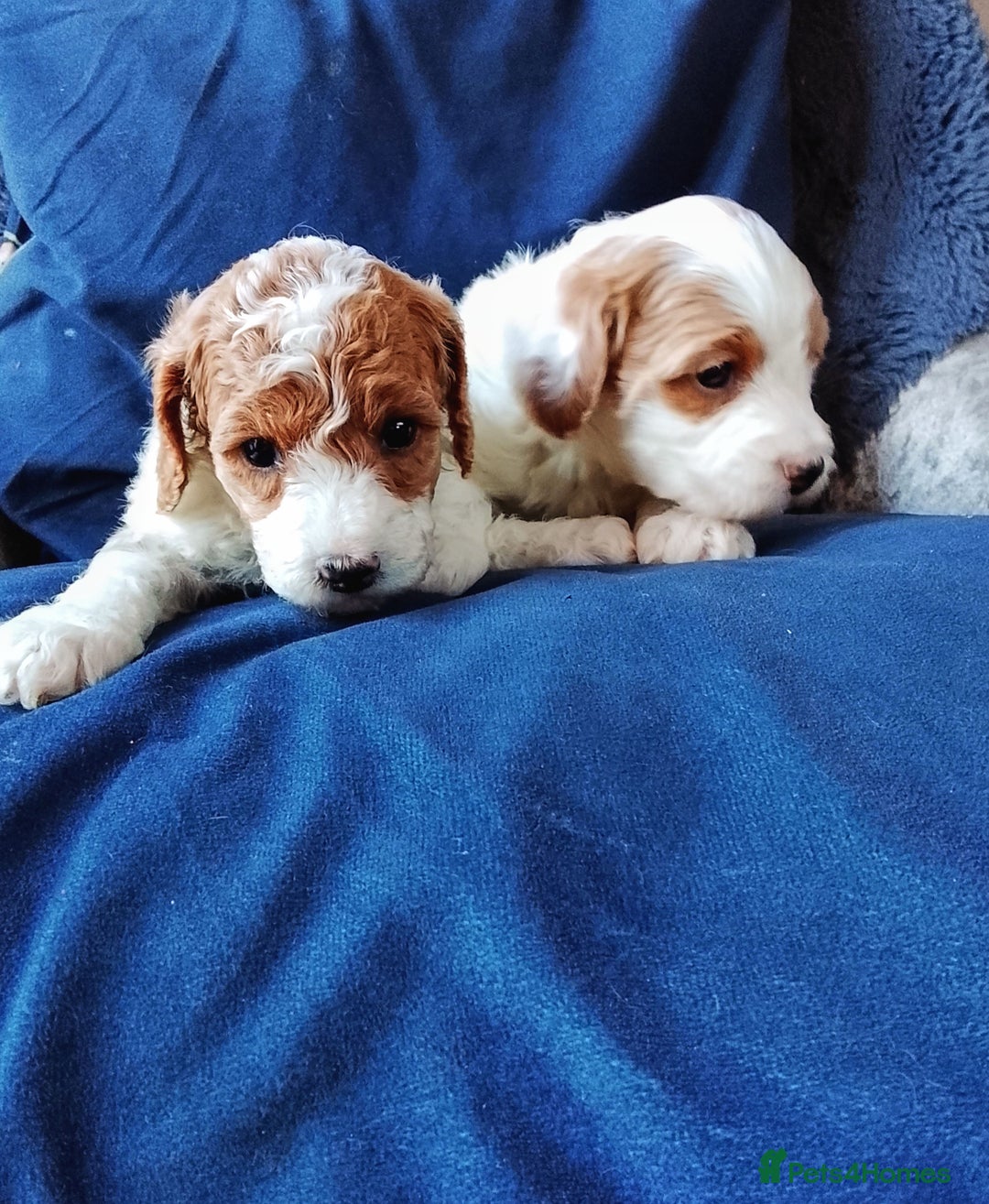 Cavapoo dogs for sale: F1b Cavapoo Puppies  - Advert 22