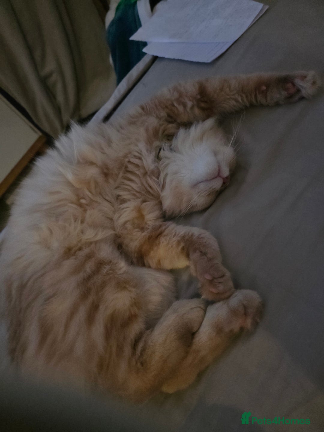 Mixed Breed cats for sale: Cats 4  - Advert 8