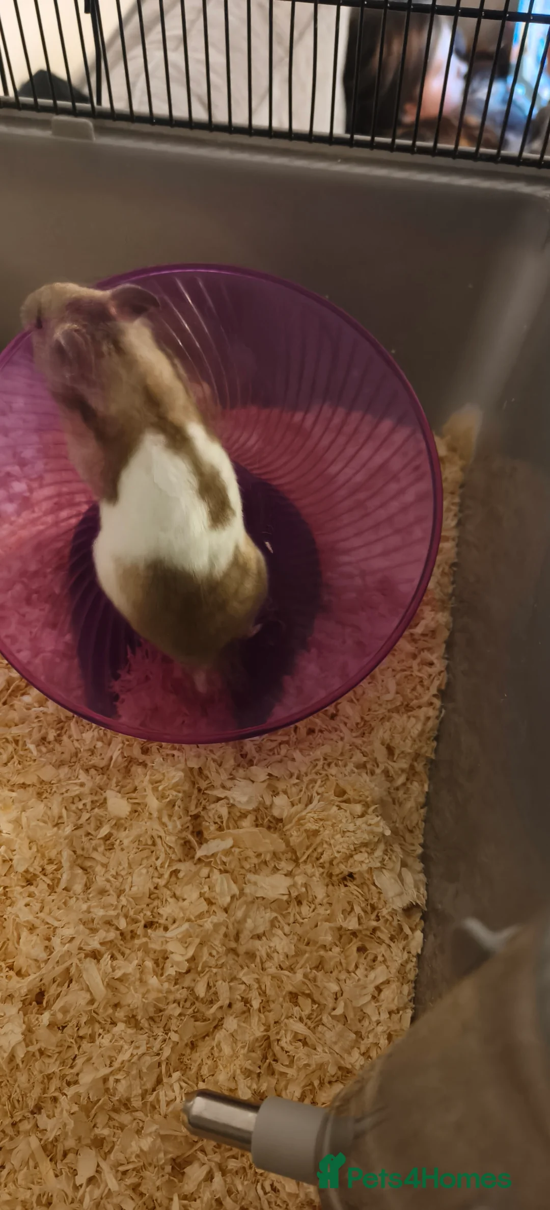 Hamster rodents for sale: Sirean hamster  in North Shields - Advert 3