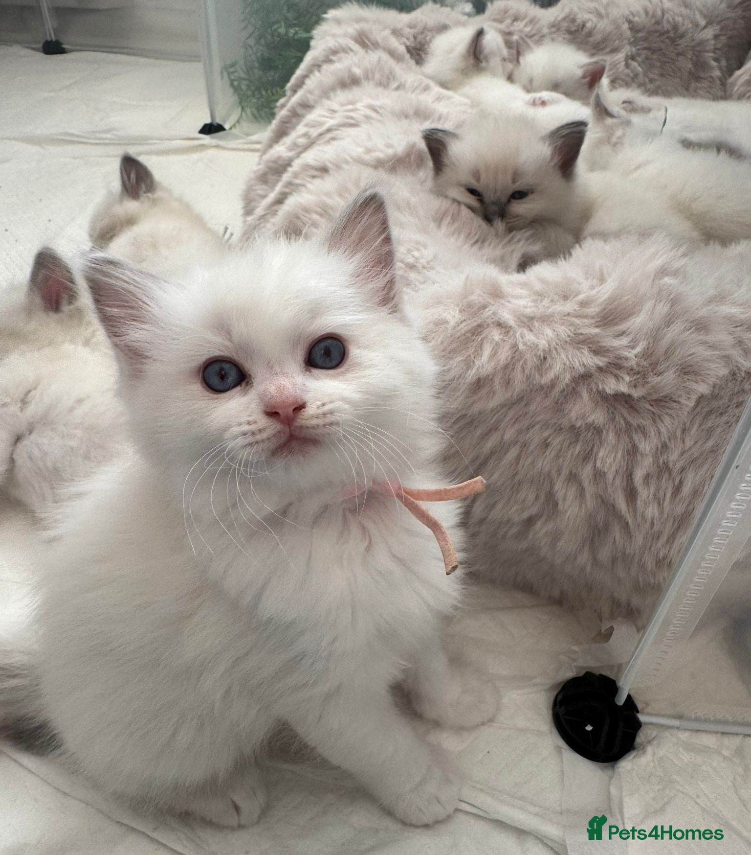 Ragdoll cats EXTENSIVELY TESTED LILAC&BLUE GCCF RAGDOLL KITTENS - Advert 1