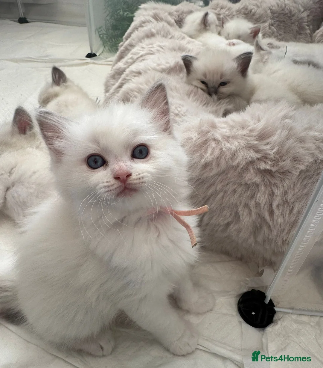 Ragdoll cats for sale: EXTENSIVELY HEALTH TESTED GCCF RAGDOLL KITTENS - Advert 1
