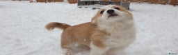 Welsh Corgi Pembroke dogs for sale: Exceptional Corgi Puppies ready now!!! - Advert 4