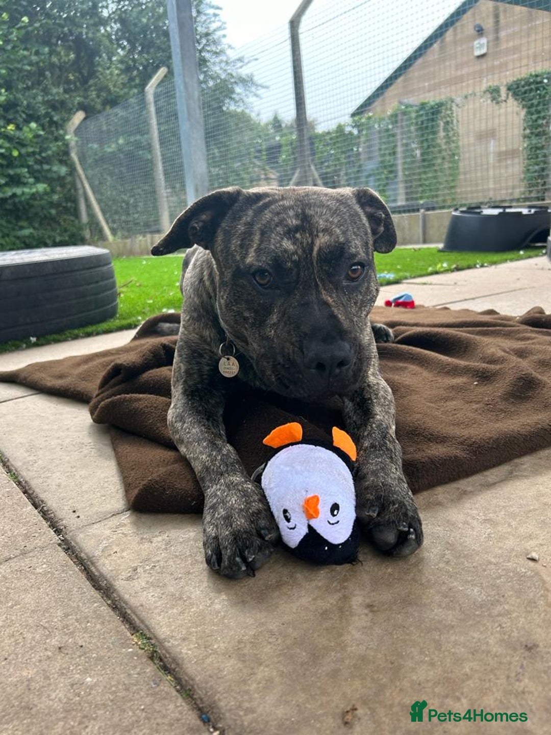 Cane Corso dogs for adoption: Nile  in Leicester - Image 6