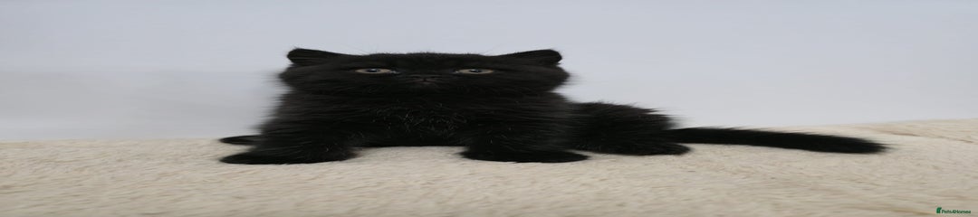 British Shorthair Kitten 5