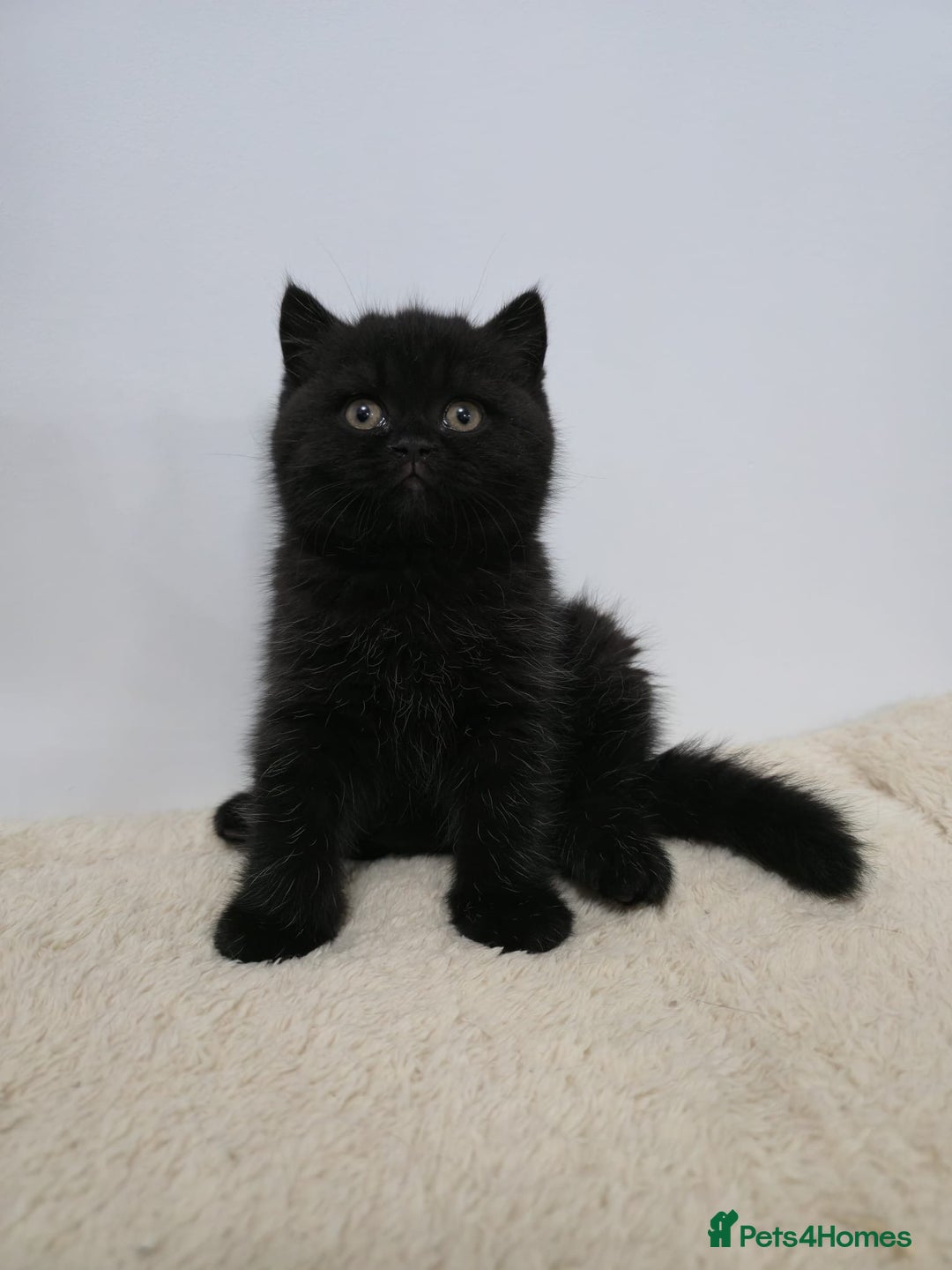 British Shorthair cats for sale: Gorgeous British Shorthair & Longhair Kittens - Advert 10