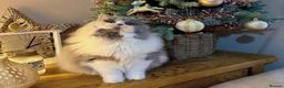 British Longhair cats for sale: Stunning GCCF British longhair girl  - Advert 4