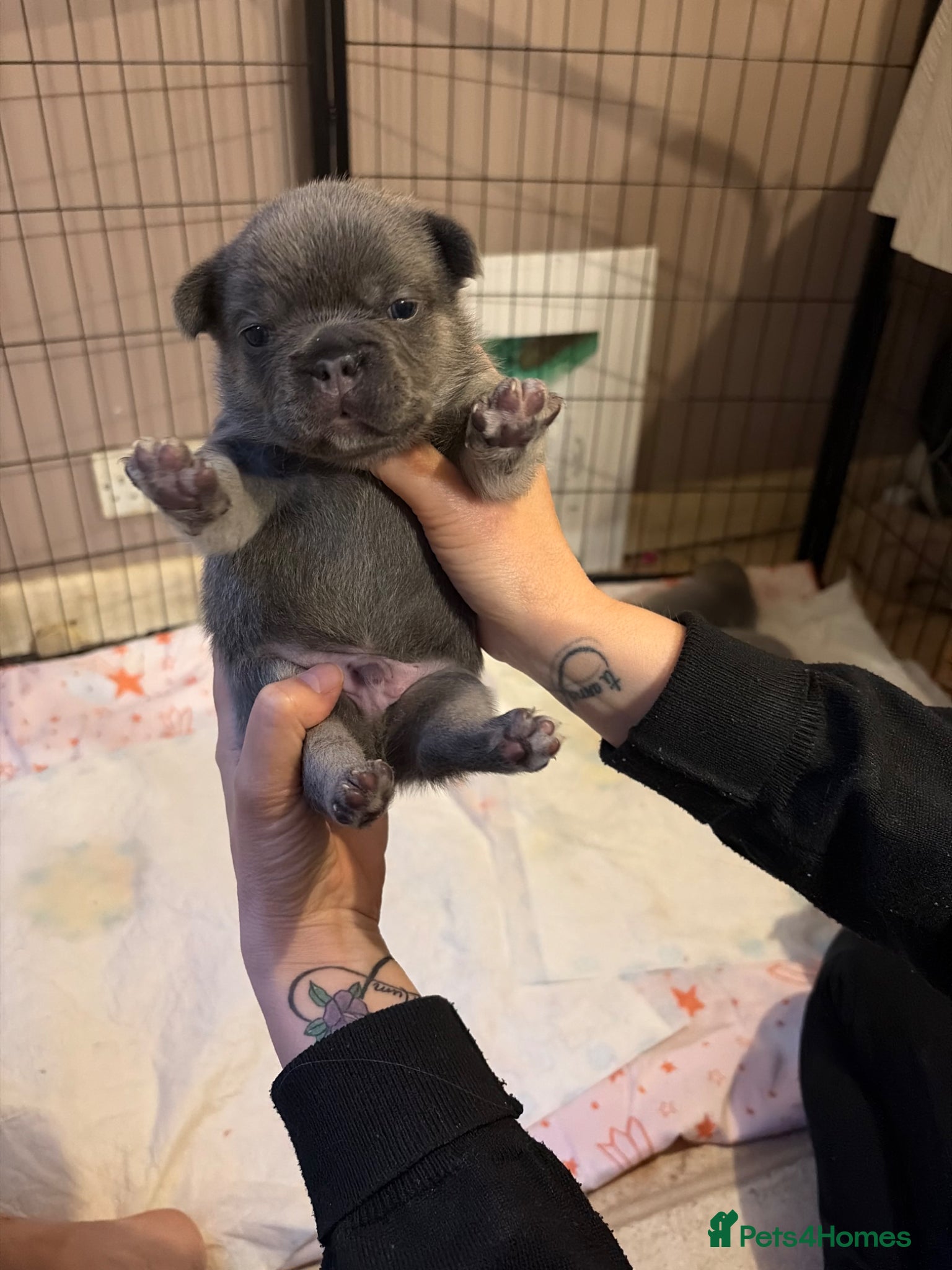 French Bulldog dogs for sale: French bulldog puppies  - Advert 10