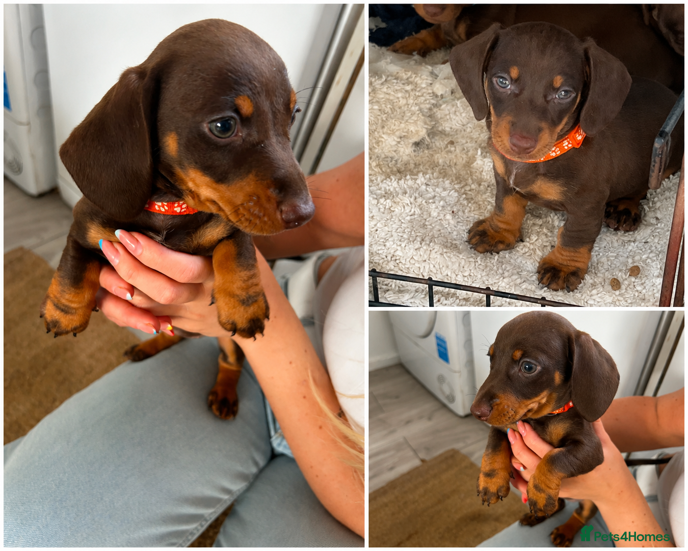 Miniature Dachshund dogs Last one Ready to leave £800 beautiful girl - Advert 6