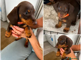 Miniature Dachshund dogs Last one Ready to leave £800 beautiful girl - Advert 6