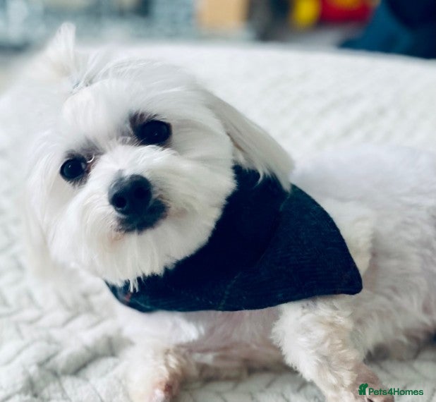 Maltese dogs Well proven, Kc registered Maltese for stud. in Northampton - Advert 6