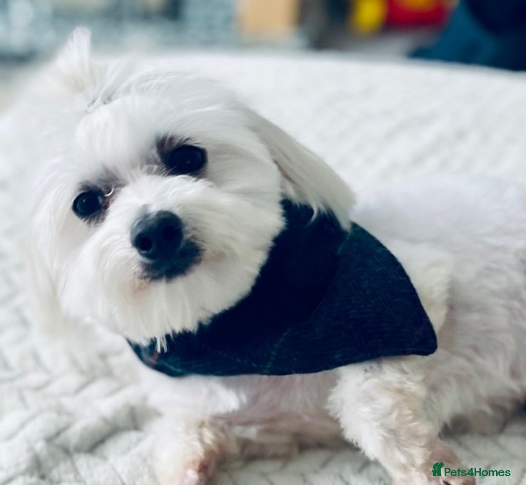 Maltese dogs for stud: Well proven, Kc registered Maltese for stud. in Northampton - Image 1