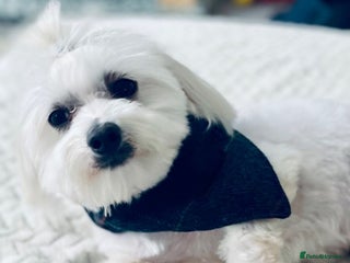 Maltese dogs in Northampton - Advert 21