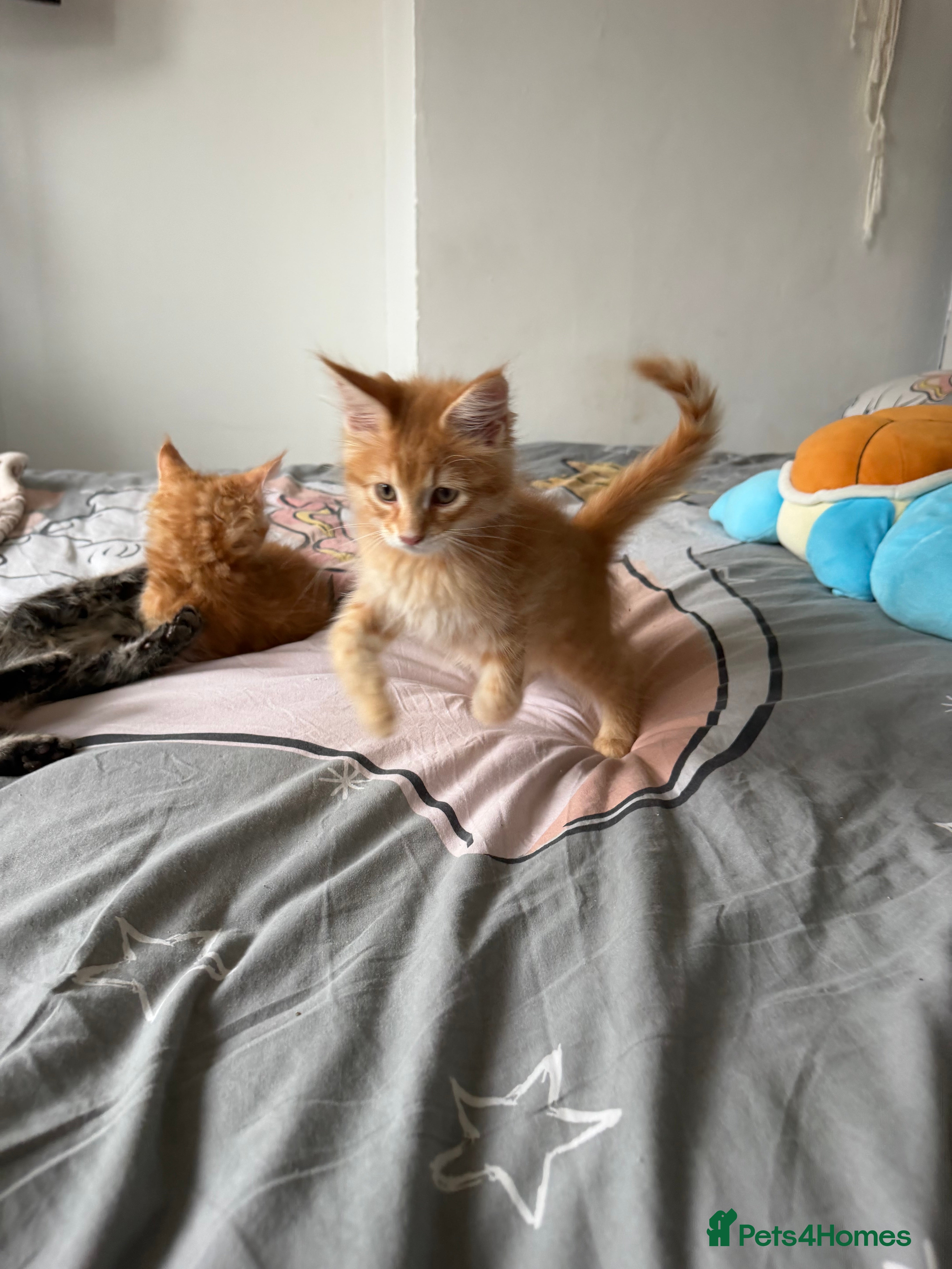 Maine Coon cats for sale: Maincoone Kittens  - Advert 7