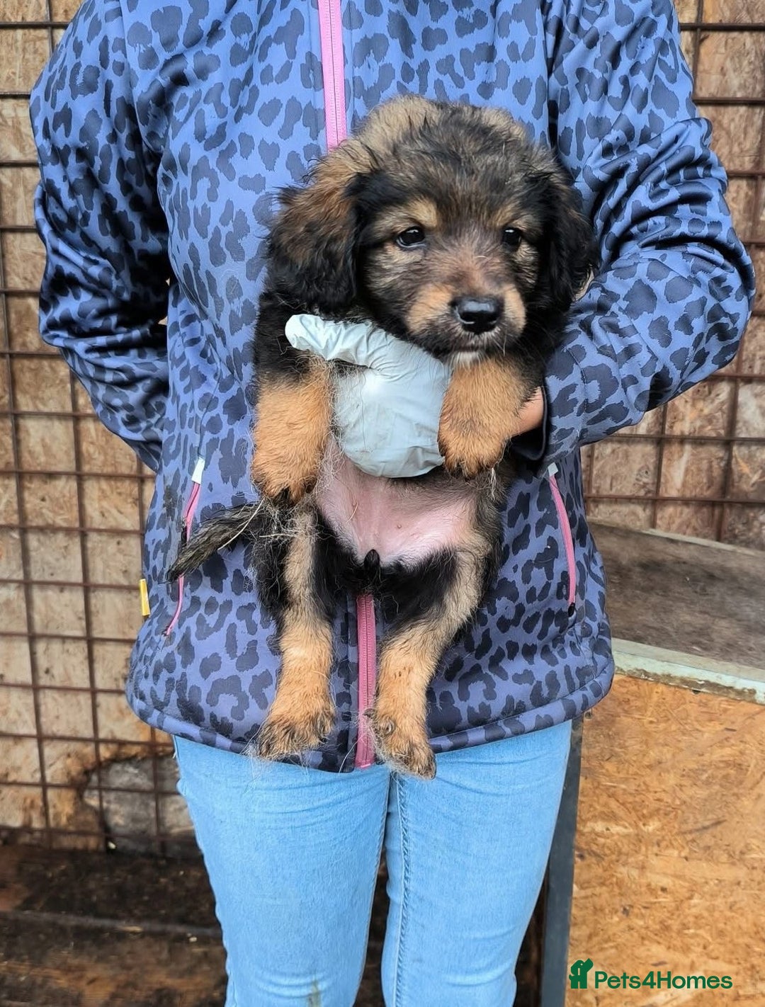 Mixed Breed dogs for adoption: RITA – a Superb young Girl for a Loving Home - Advert 6