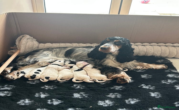 Cocker Spaniel dogs - Advert 16