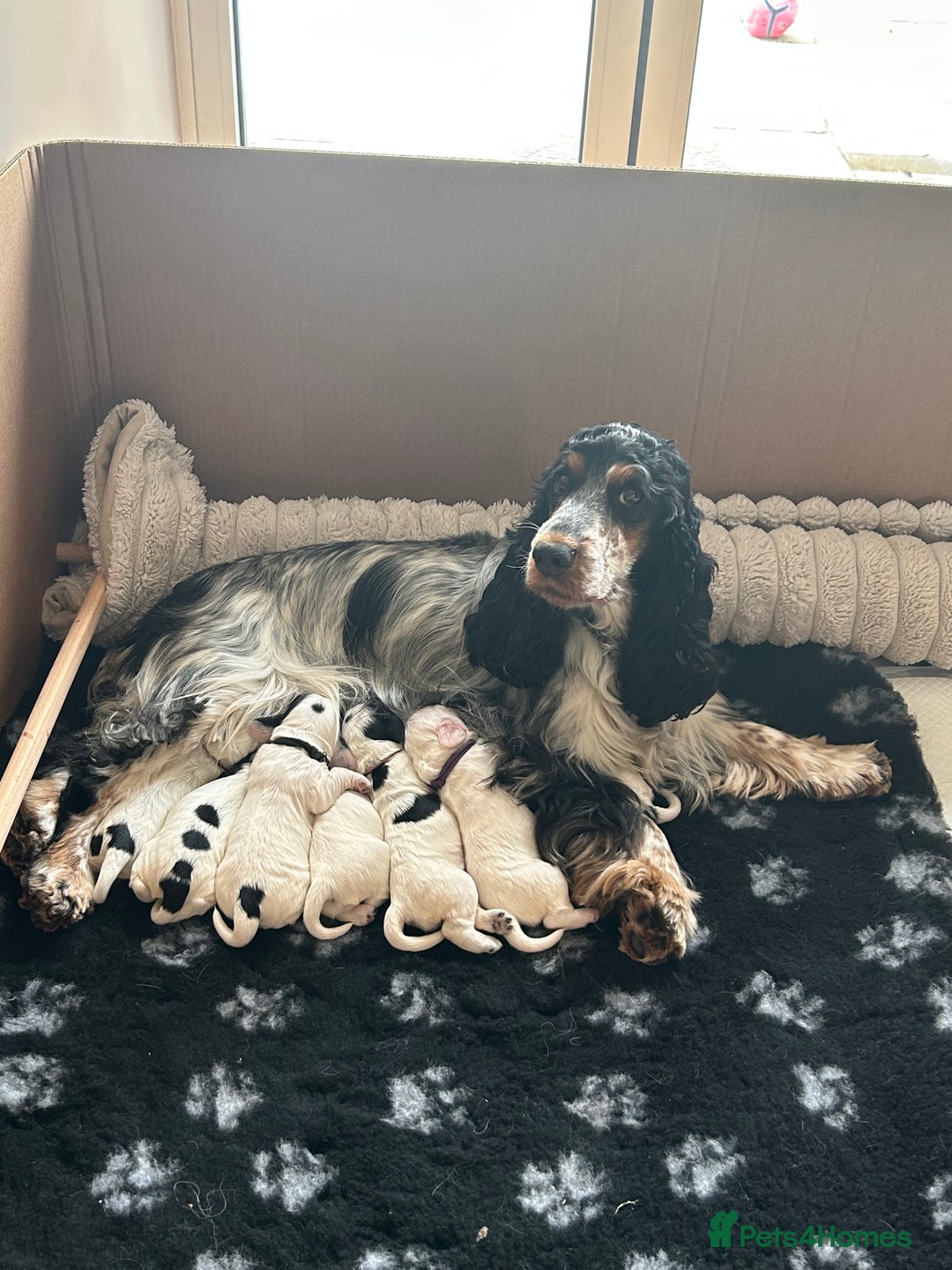 Cocker Spaniel dogs for sale: Cocker Spaniel Pups – From Lindridge Line  - Image 8