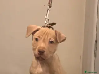 American Bull Staffy dogs 1 beautiful male puppy available - Advert 2