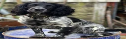 Sprocker dogs for sale: 3/4 cocker 1/4 springer pups  - Advert 4