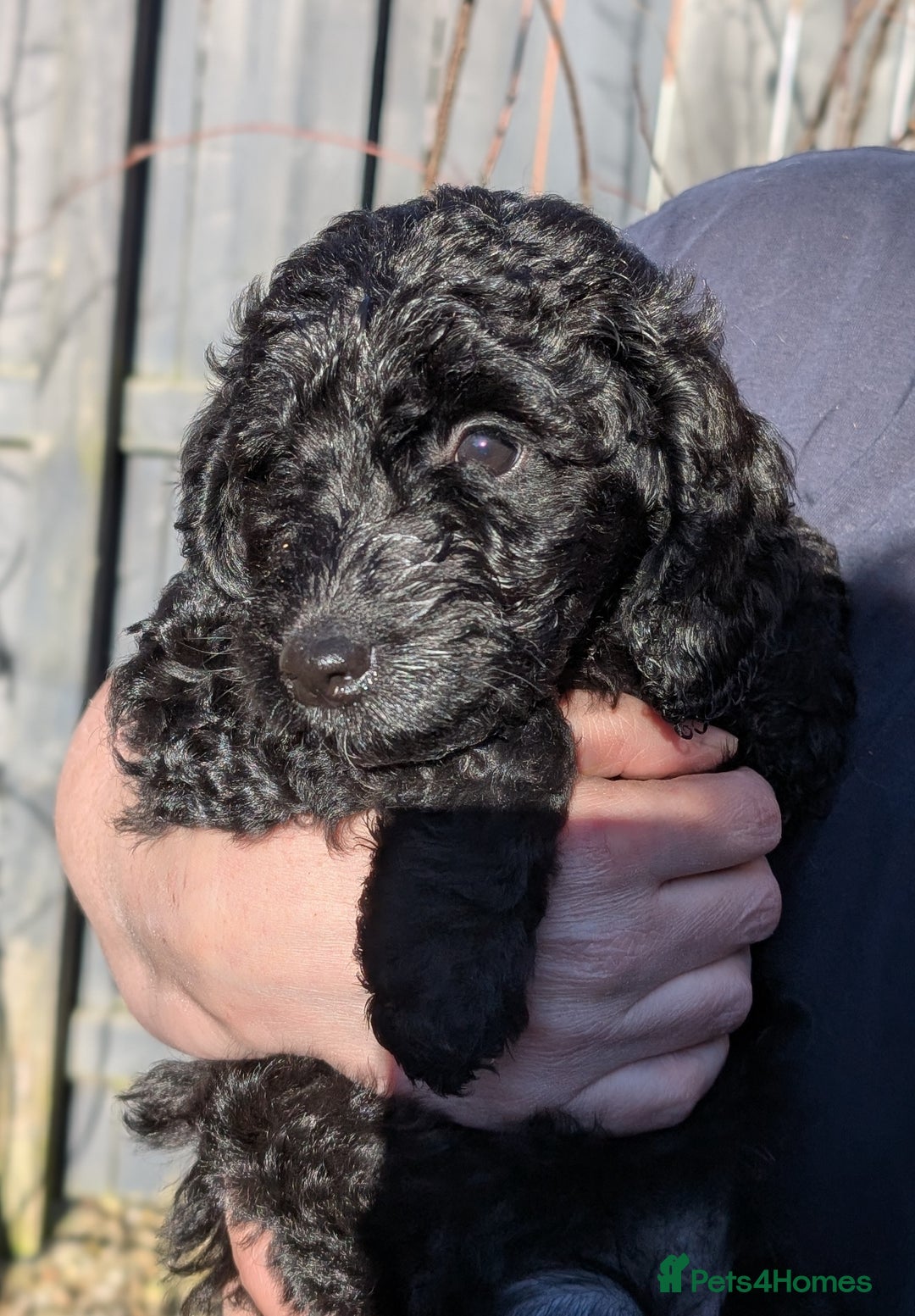 Australian Labradoodle dogs for sale: Ready Now !  Miniature Australian Labradoodles - Image 18