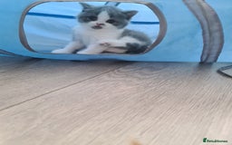 British Shorthair cats for sale: Last kitten available  - Image 9