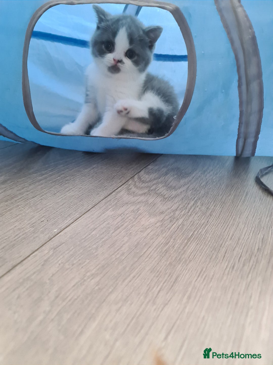British Shorthair cats for sale: Last kitten available  - Image 9