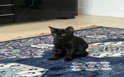 British Shorthair cats for sale: 🐾15 Weeks Old -British Shorthair Mix Kittens 🐾 - Image 2