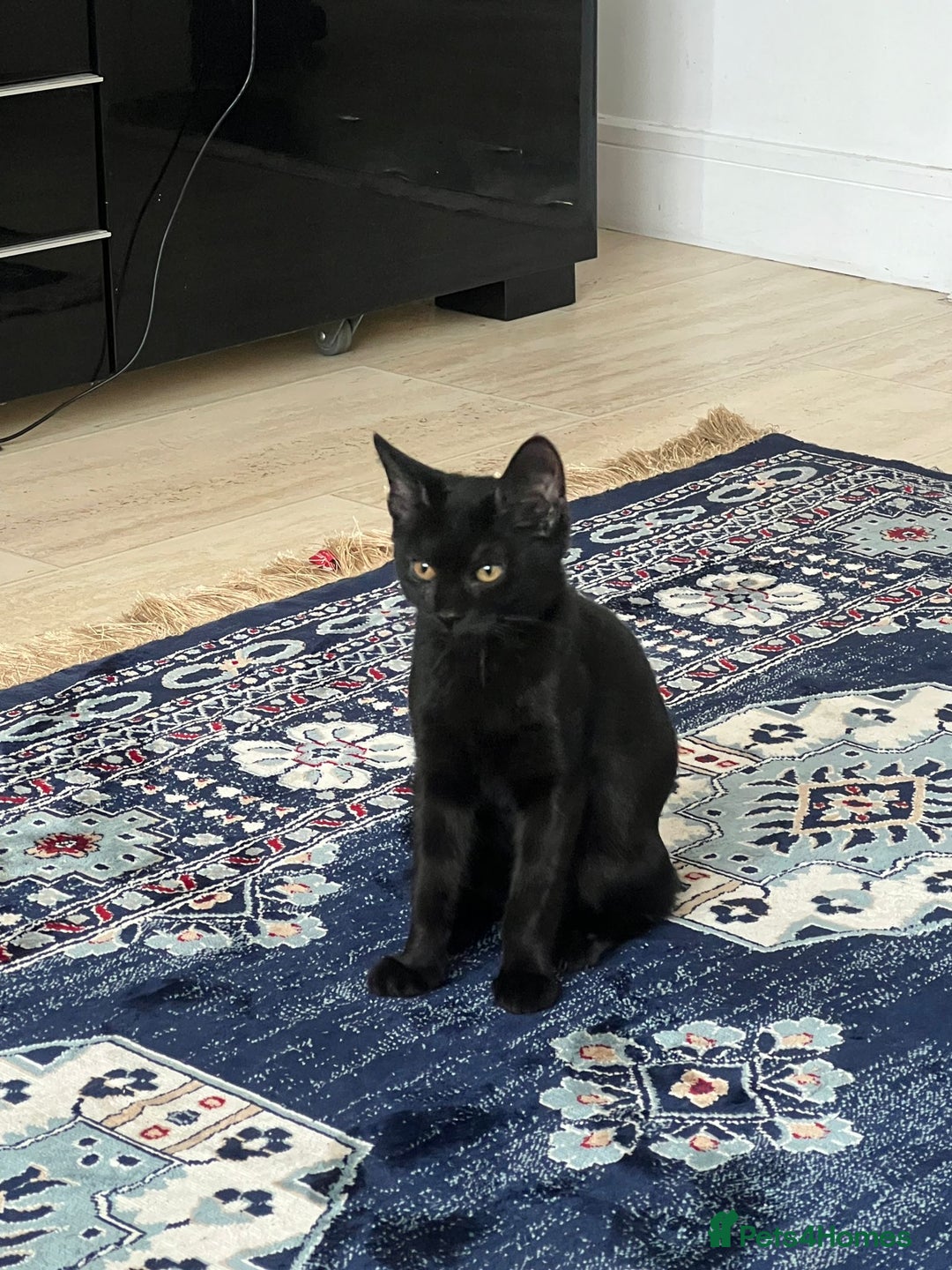 British Shorthair cats for sale: 🐾15 Weeks Old -British Shorthair Mix Kittens 🐾 - Image 2