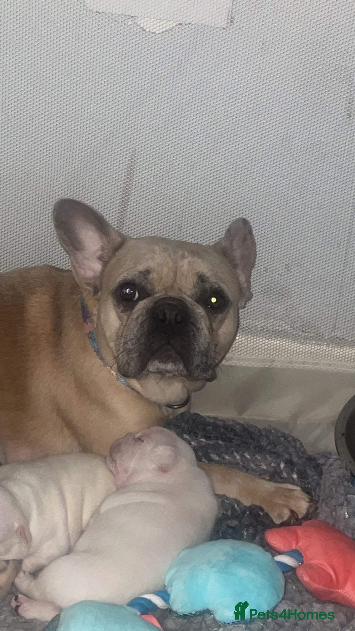 French Bulldog dogs French bulldog puppies for sale - Advert 4