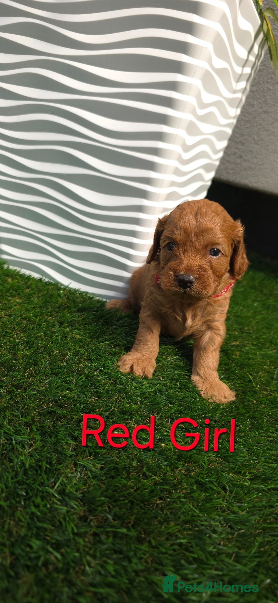Cavapoo dogs 🌟HEALTH TESTED CAVAPOO F1B - Advert 2