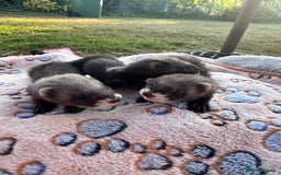 Ferret rodents for sale: Beautiful black ferret kits  - Image 7