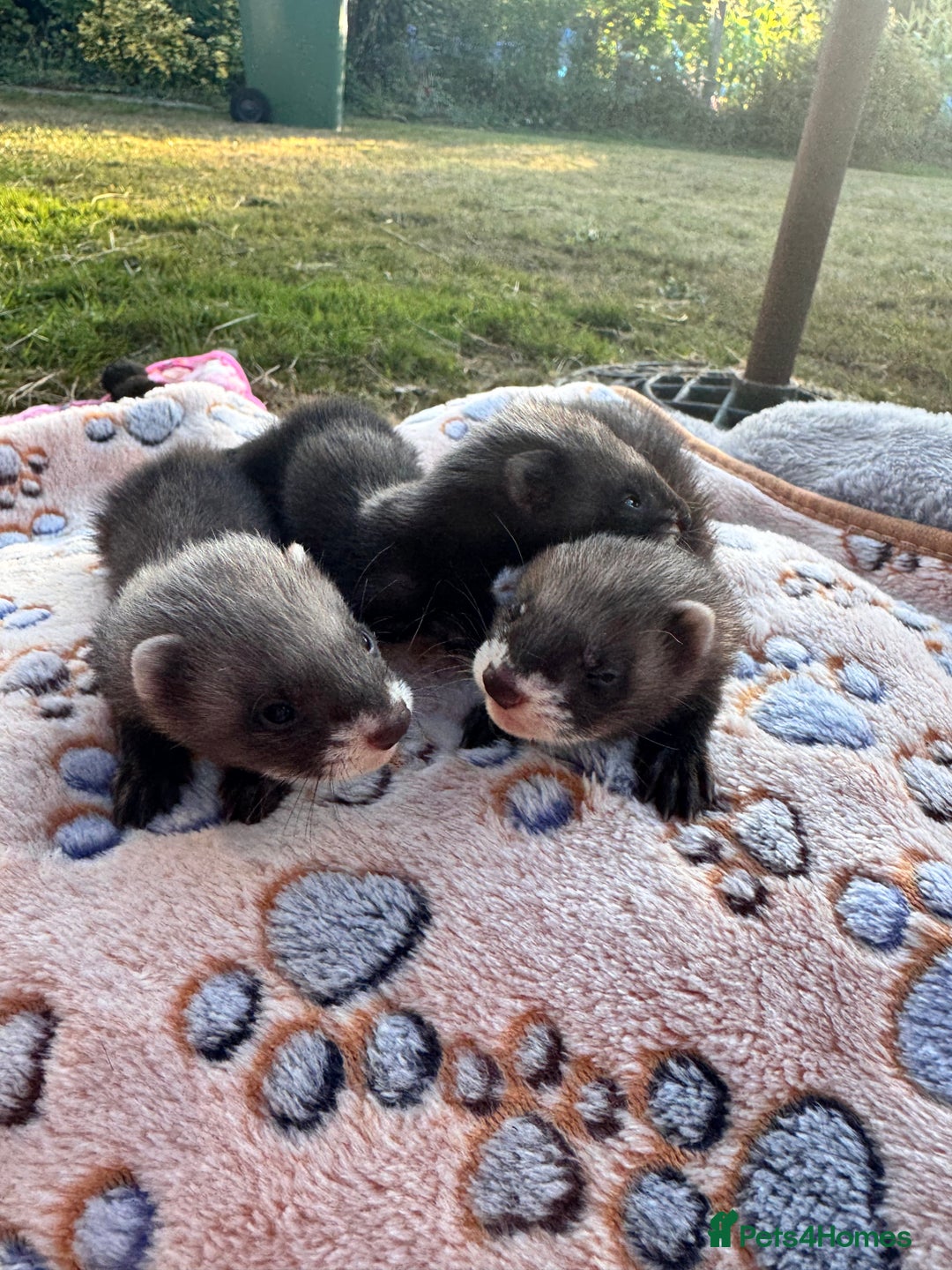 Ferret rodents for sale: Beautiful black ferret kits  - Image 7