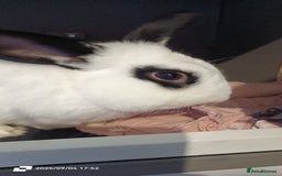 English rabbits for sale: rabbit to be given only to a loving home - Image 2