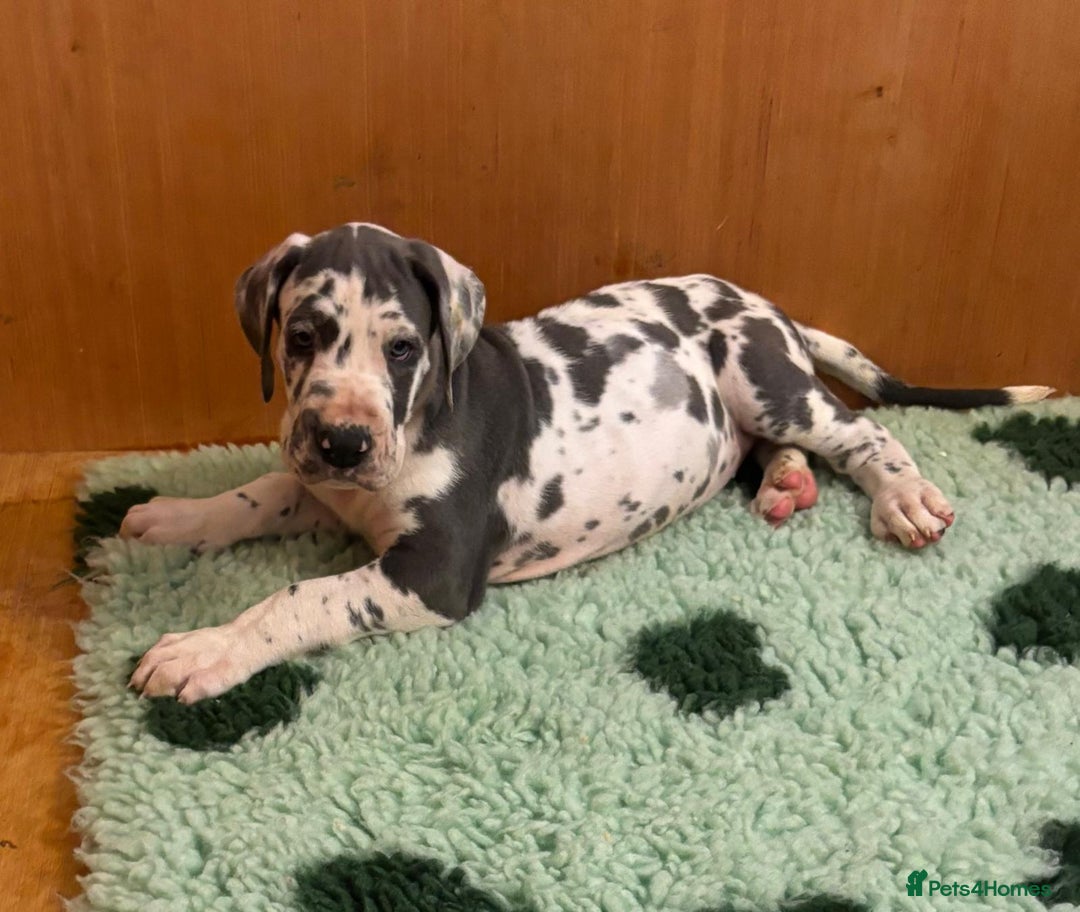 Great Dane dogs for sale: Purebred Great Dane Puppies – European Bloodline  - Advert 6