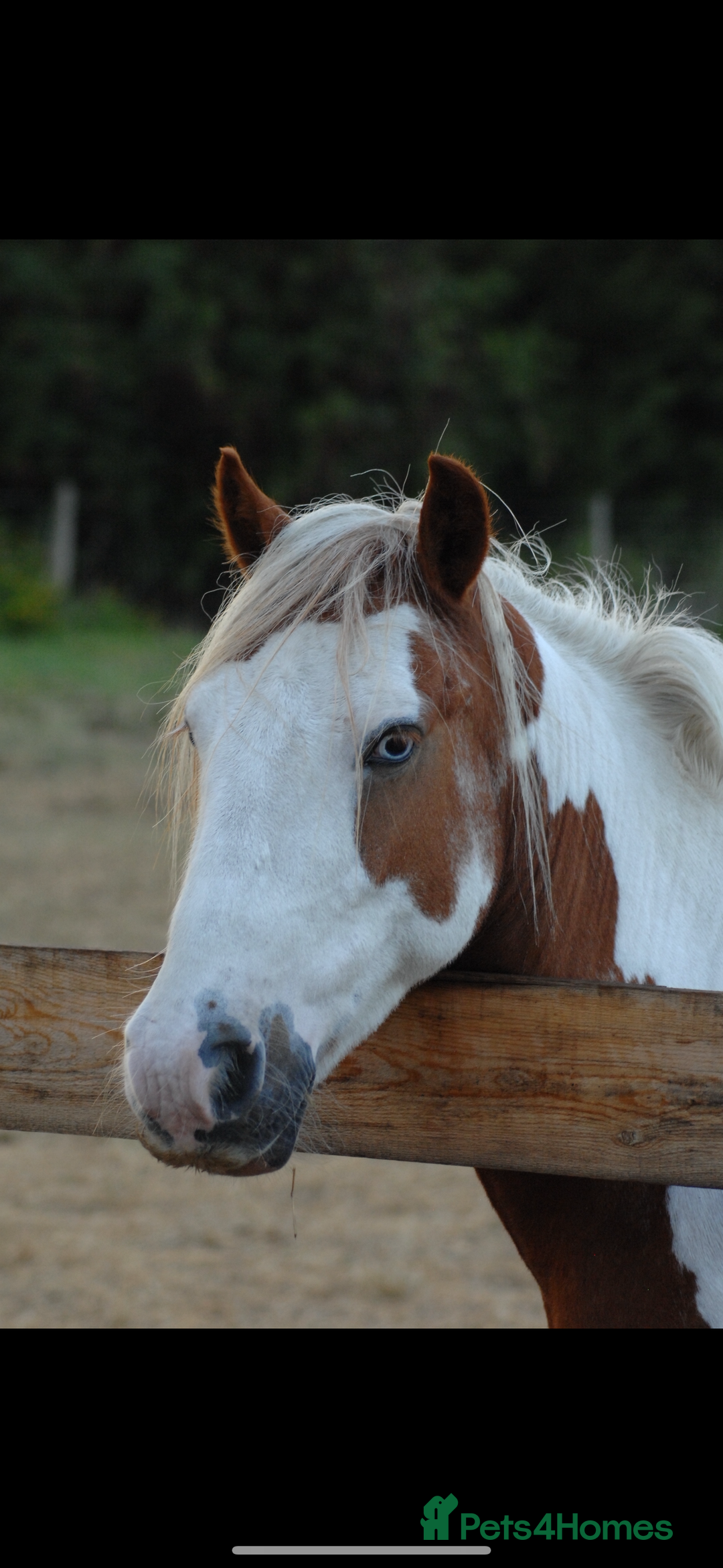 Irish Cob horses for sale: Handsome skewbald gelding childs/ showing pony  in Grays - Image 3